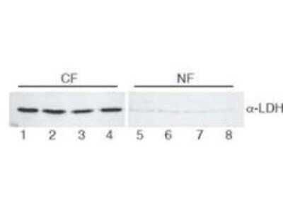 Western Blot: Lactate Dehydrogenase Antibody [HRP] [NB600-863] - Lane 1-4: HeLa cell extracts cytoplasmic fraction (CF). Lane 5-8: HeLa cell extracts nuclear fraction (NF). Load: 30 ug per lane. Primary antibody: LDH antibody at 1:400 for overnight at 4C. Secondary antibody: IRDye800 secondary antibody at 1:10,000 for 45 min at RT. Block: 5% BLOTTO/TBST overnight at 4C. Predicted/Observed size: 36.6 kDa, 36 kDa for LDH. Other band(s): None.